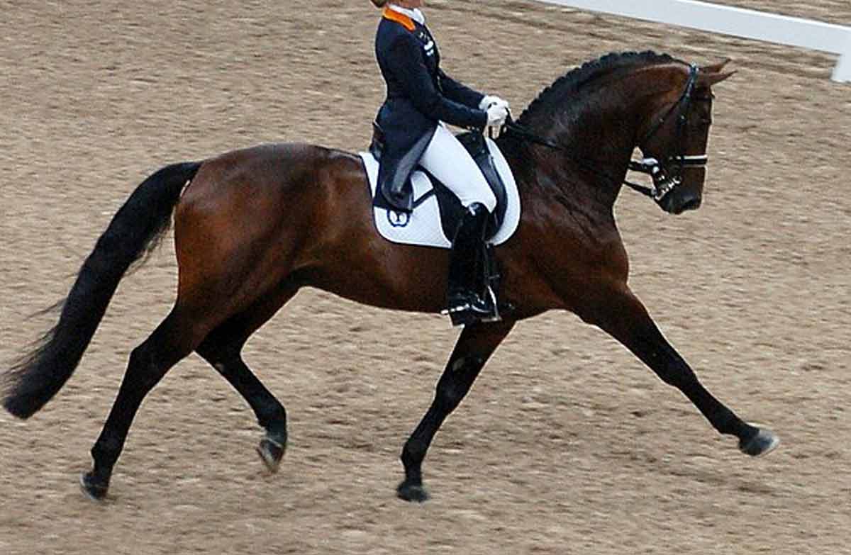 Dutch Harness Horse