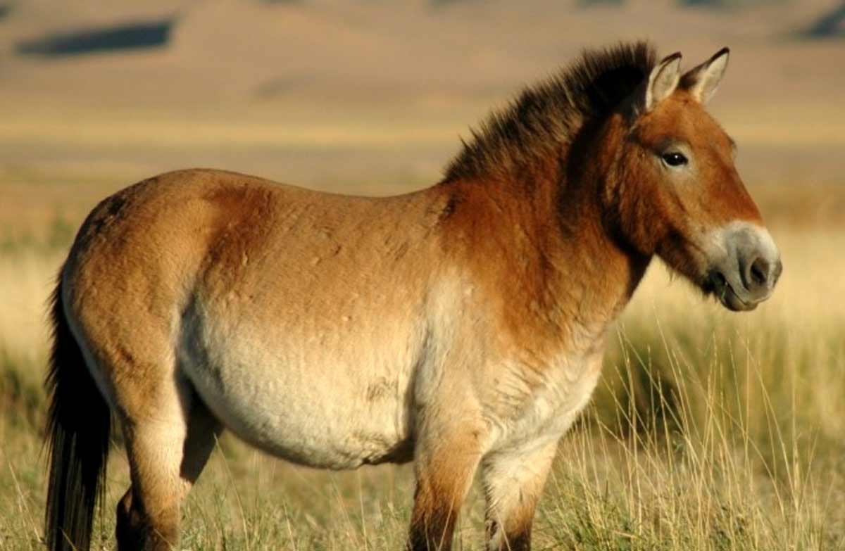 Dzungarian Horse