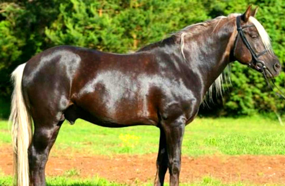 Estonian Draft Horse