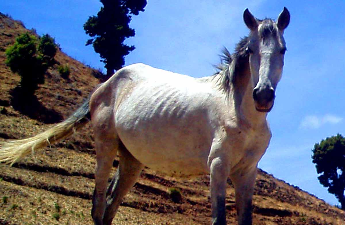 Ethiopian Horse