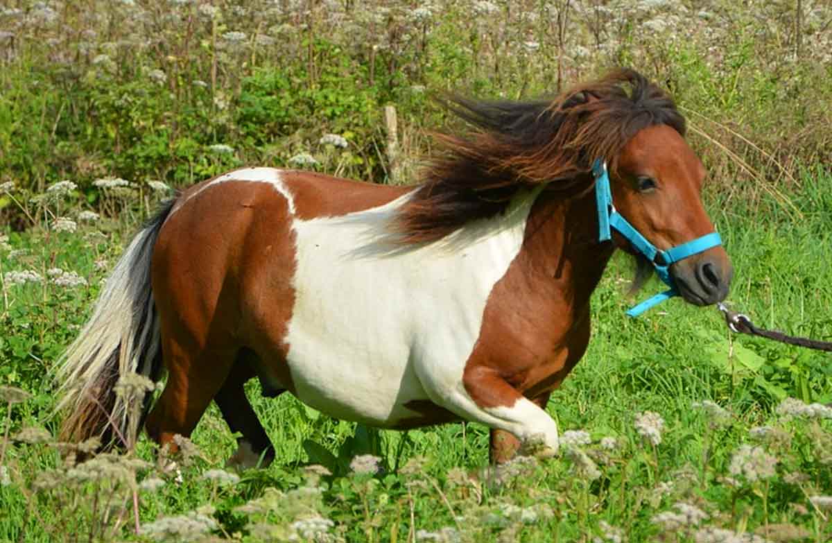 Faroe Pony Horse