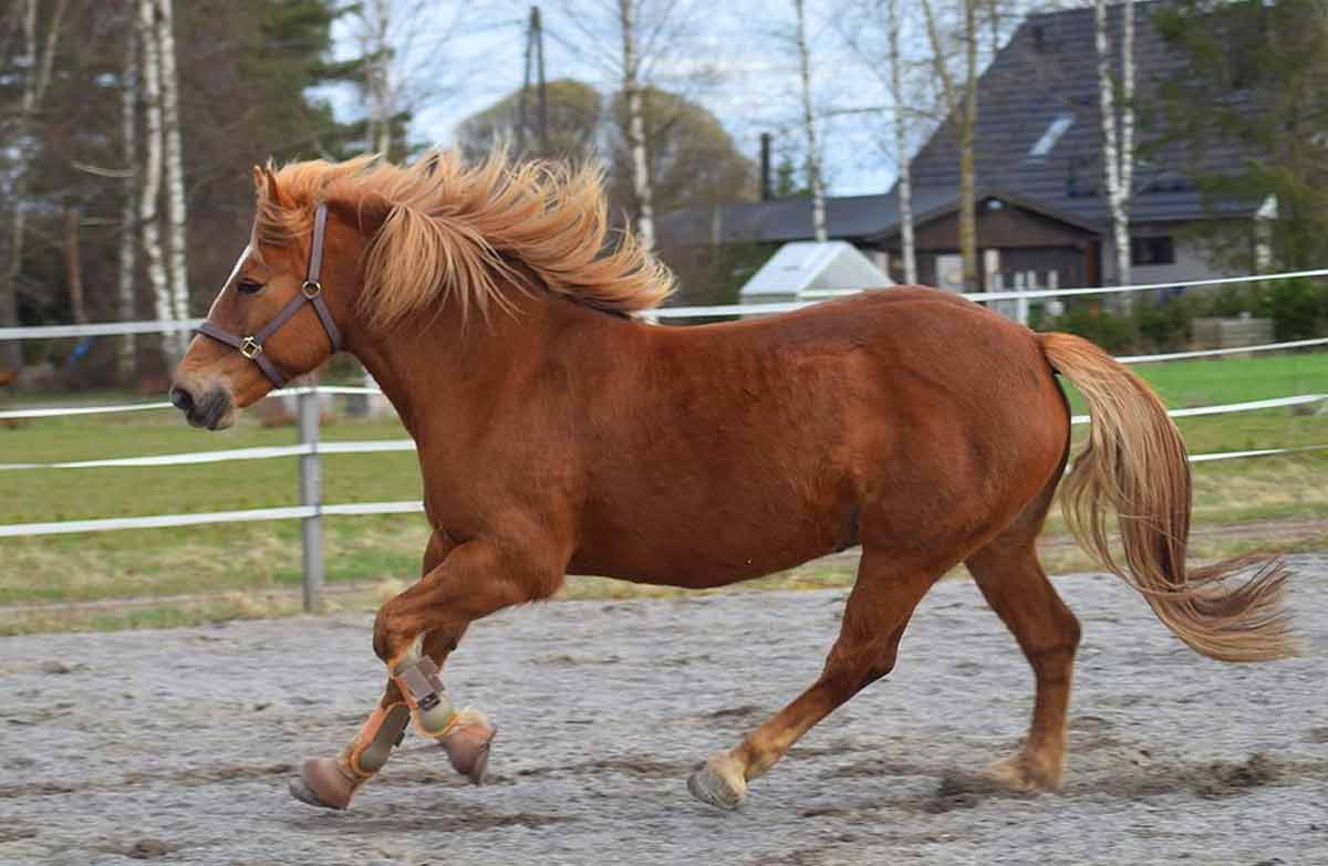Finnish Horse