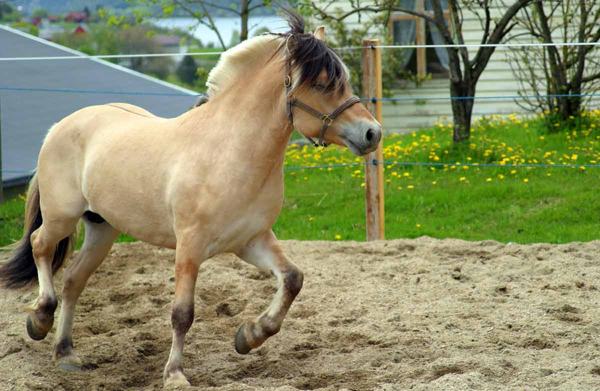 Fjord Horse