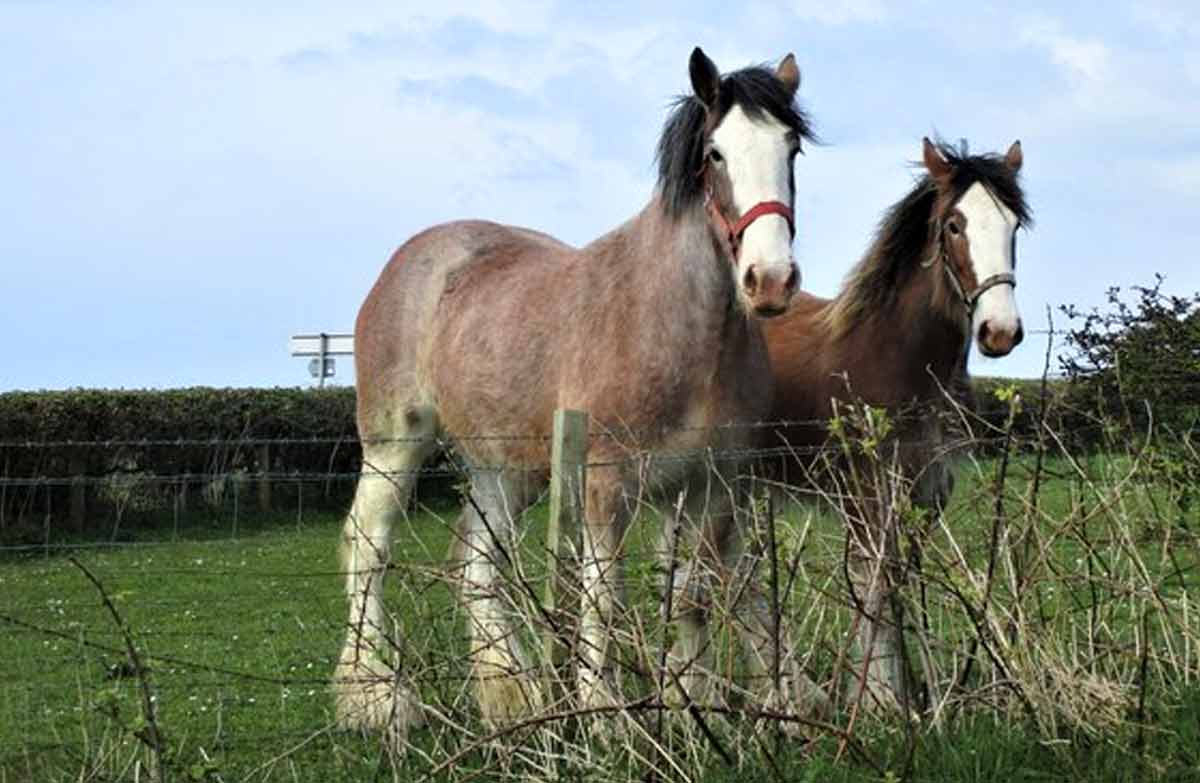 Flemish Horse