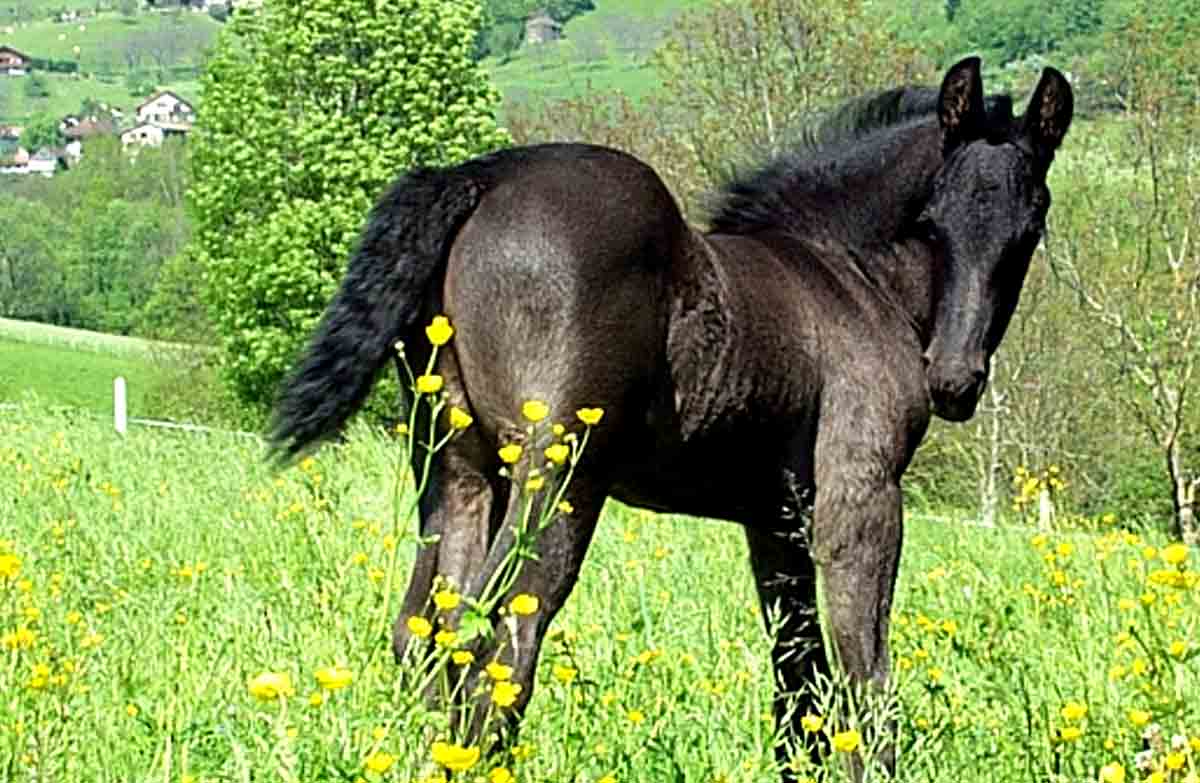 Fleuve Horse