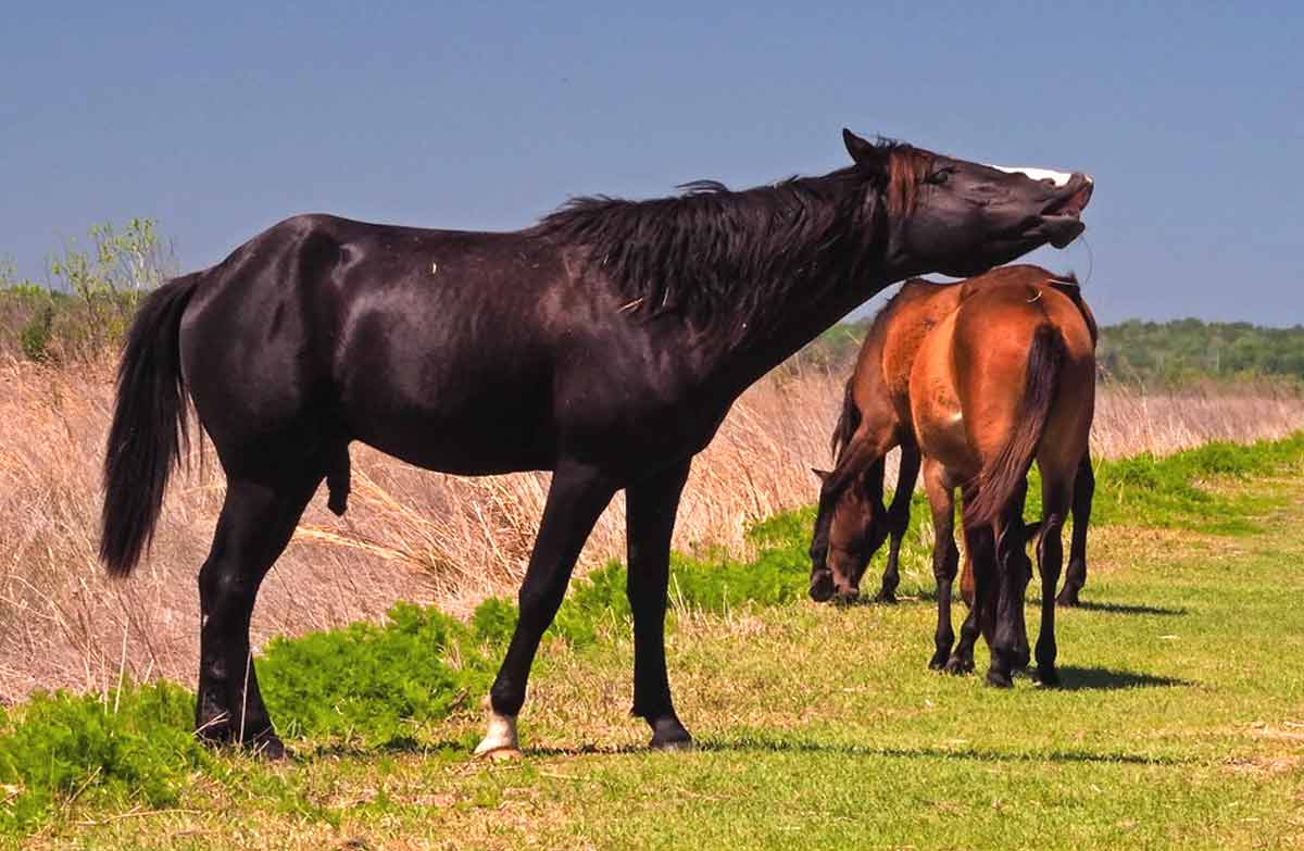 Florida Cracker Horse