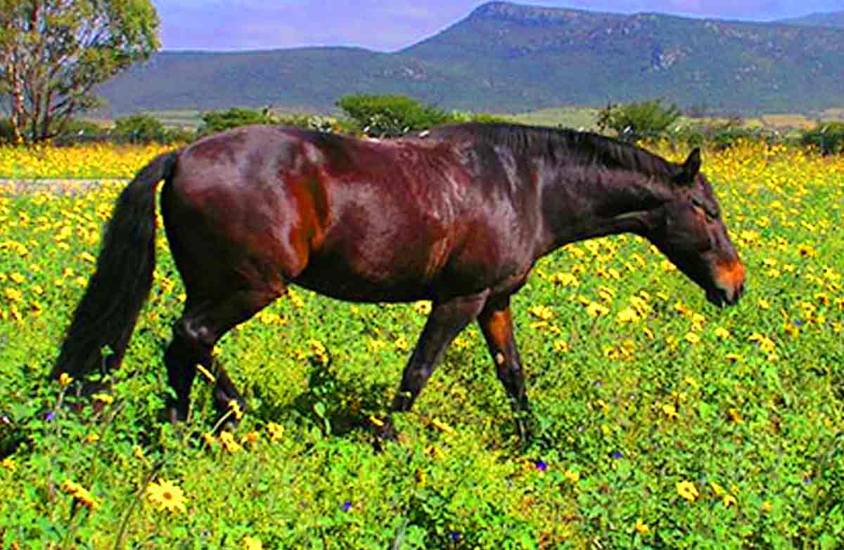 Foutanké Horse