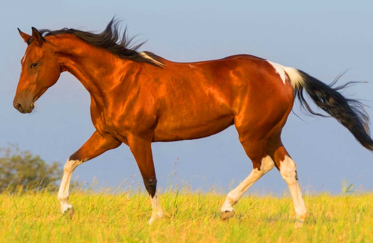 Frederiksborger Horse