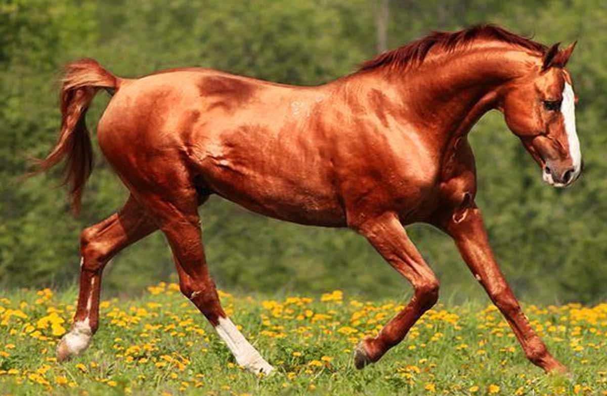 Russian Don Horse