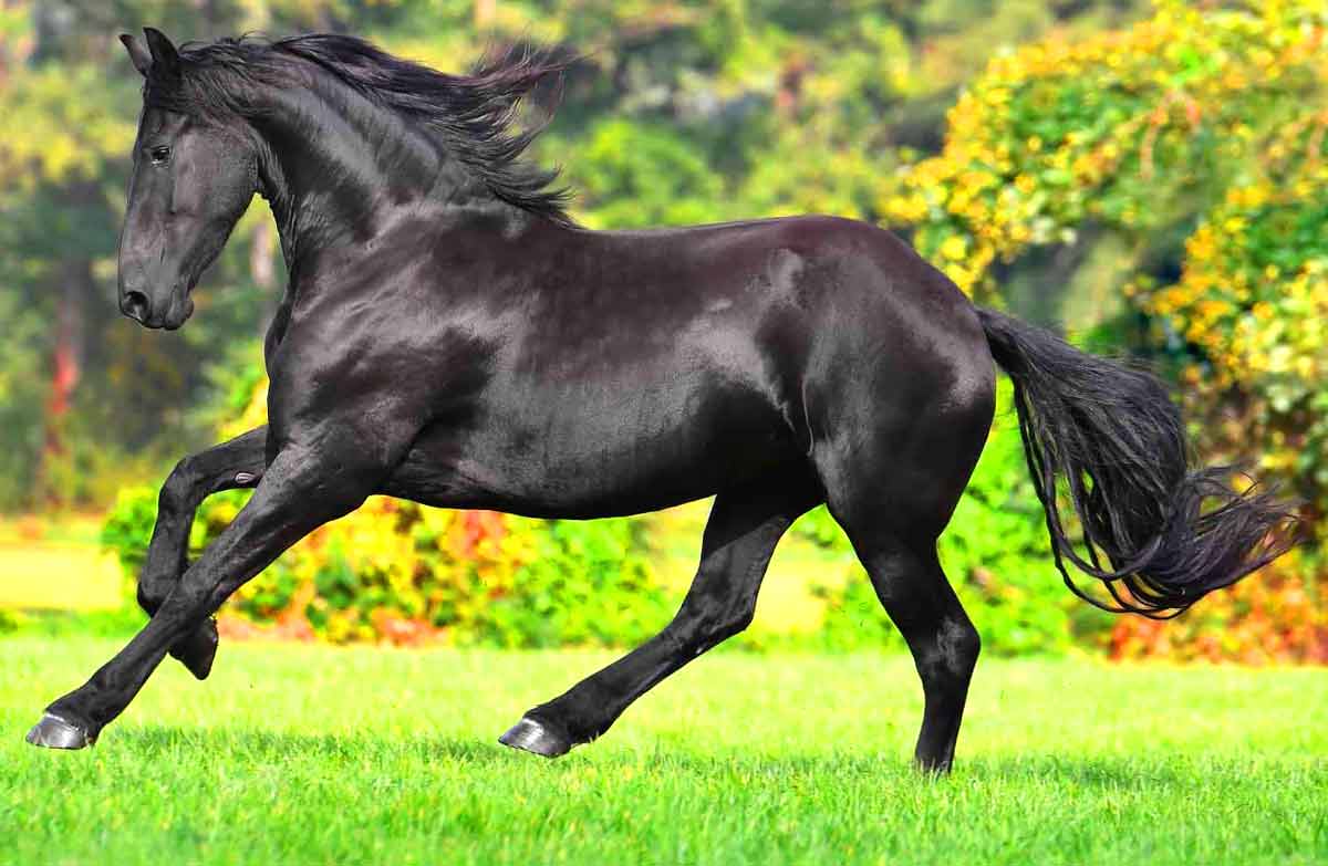 Friesian Horse
