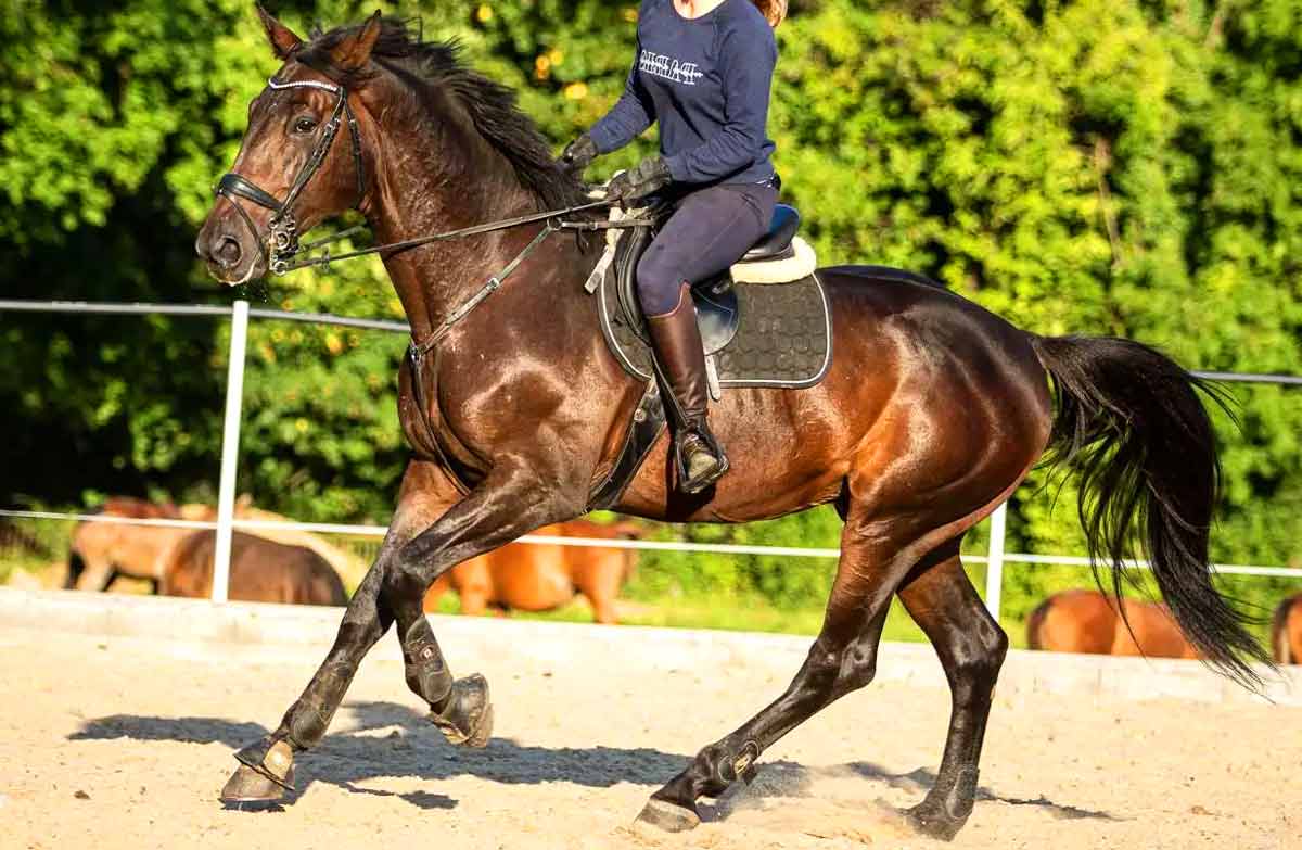 Furioso-North Star Horse