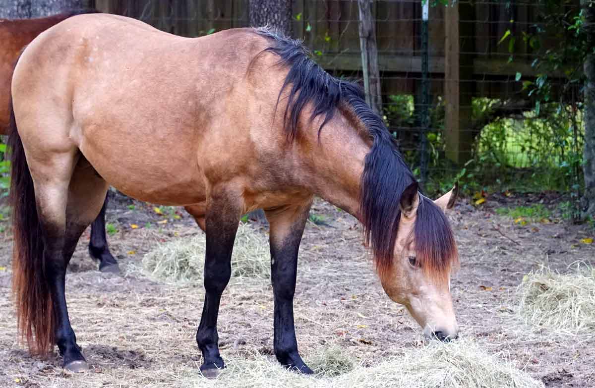 Galiceno Horse