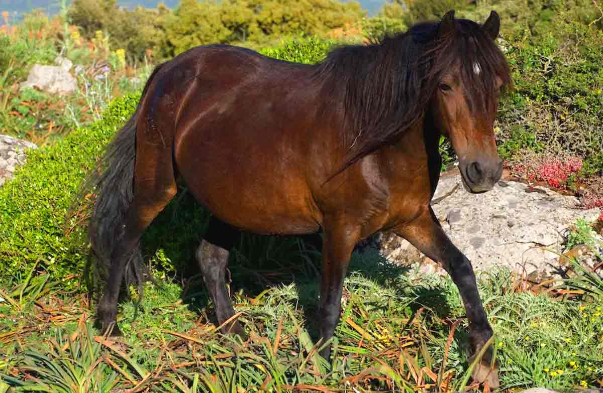 Giara Horse