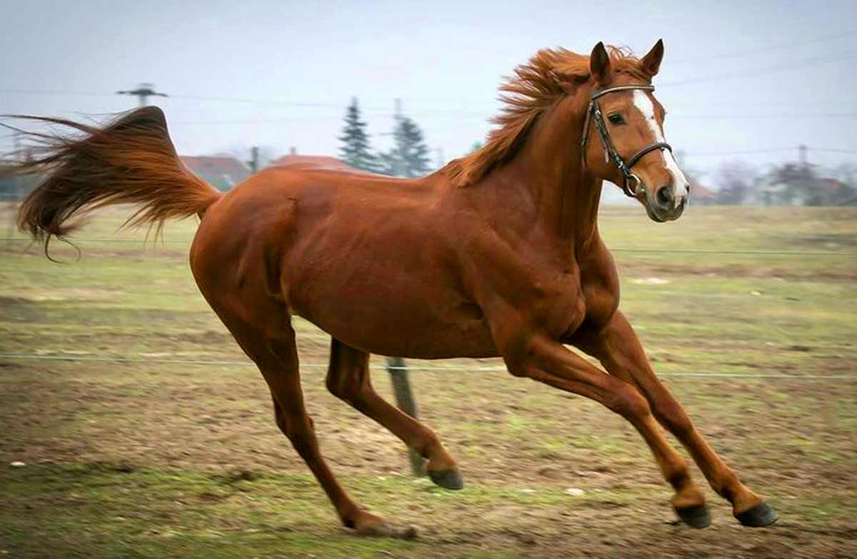 Gidran Horse