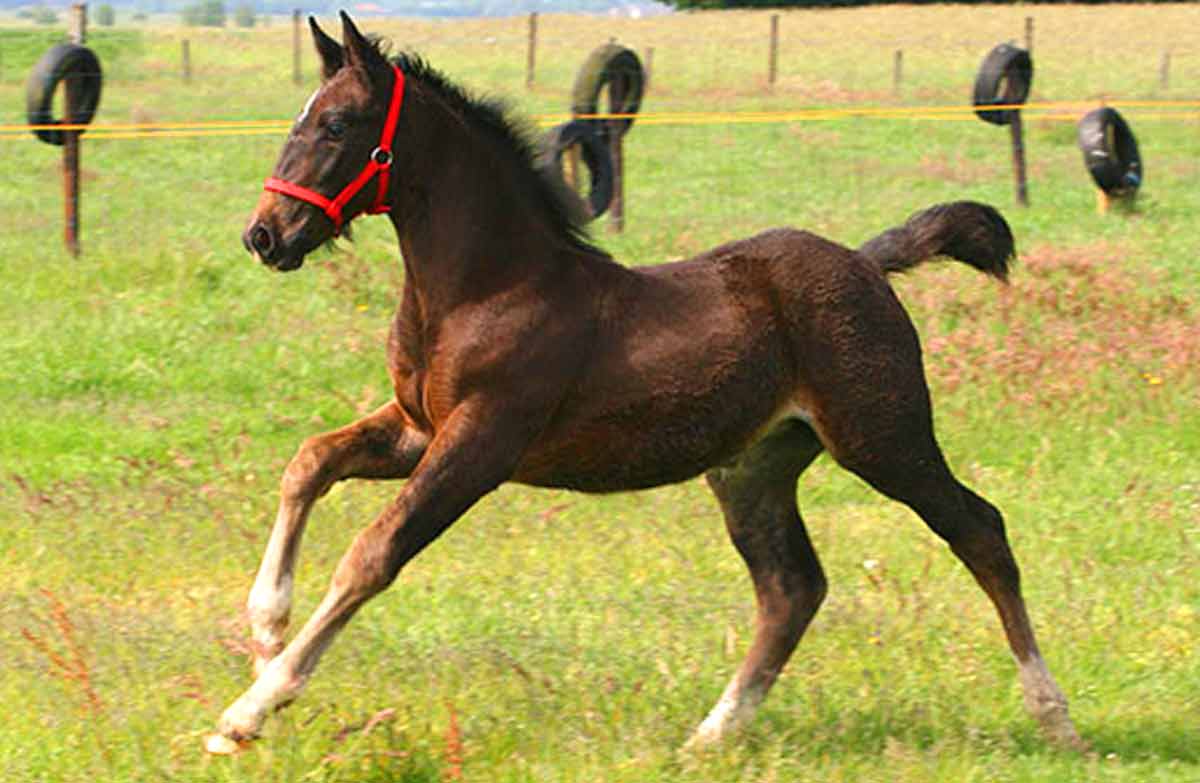 Groningen Horse