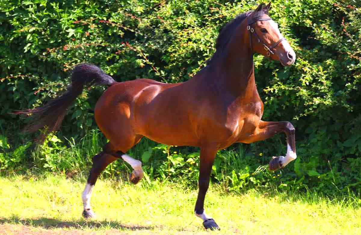 Hackney Horse