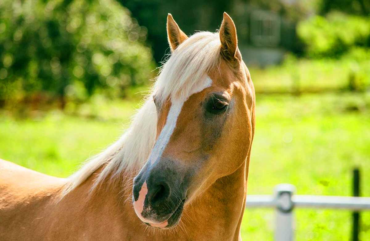Haflinger Horse