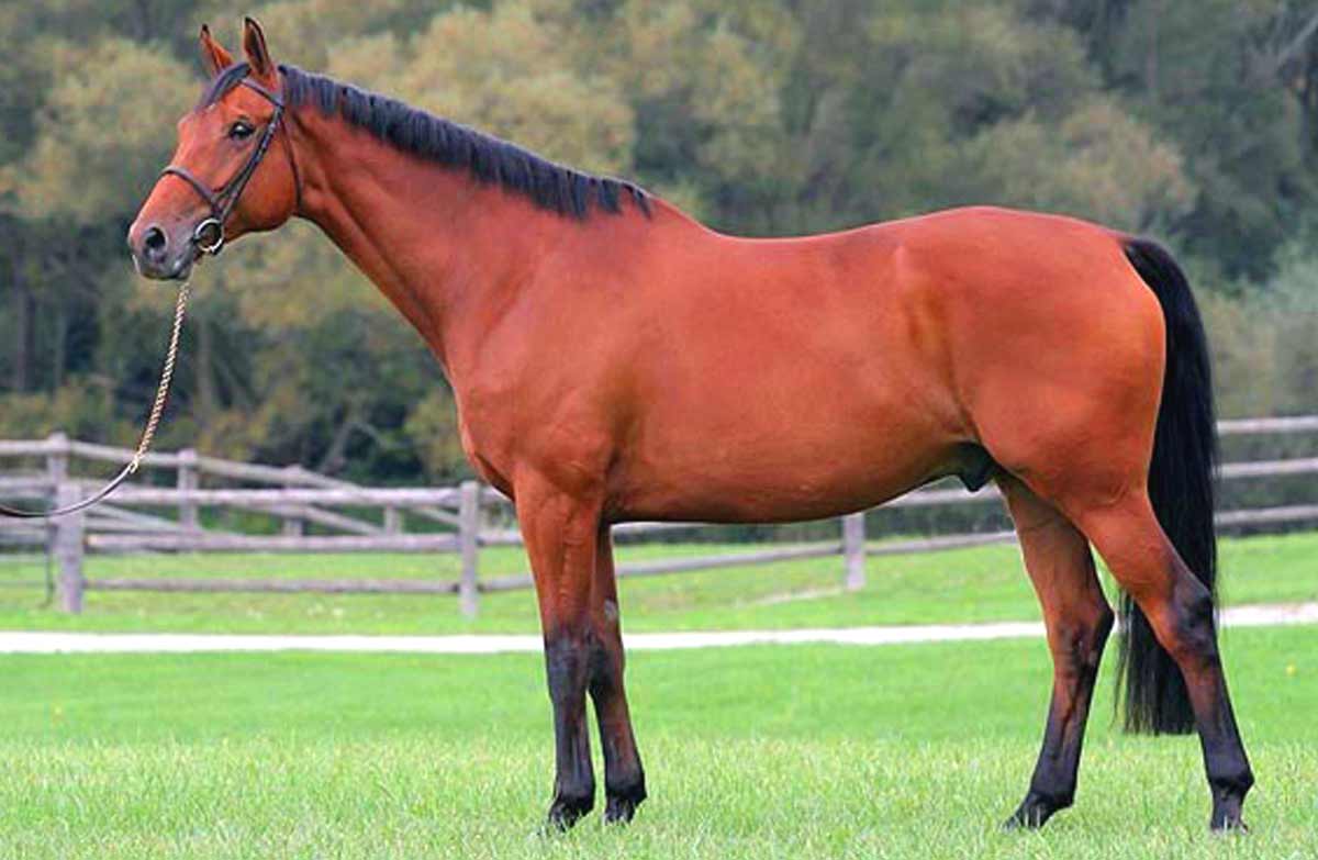 Hanoverian Horse