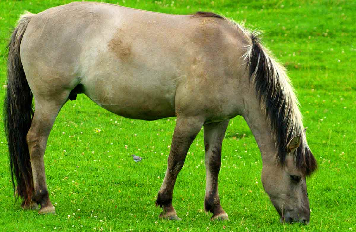Heck Horse