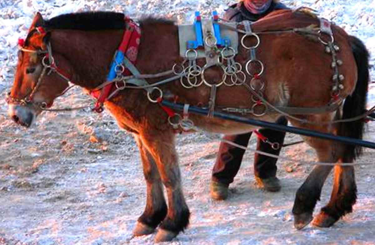 Heihe Horse