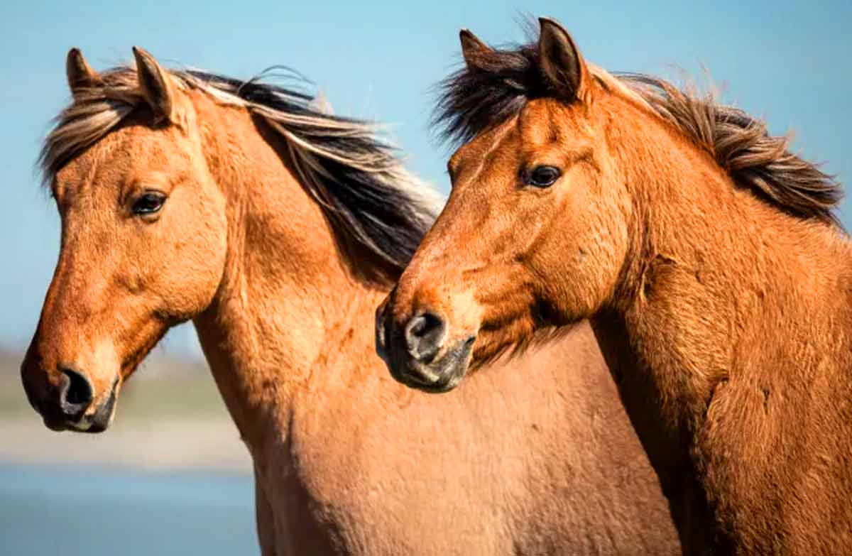 Henson Horse