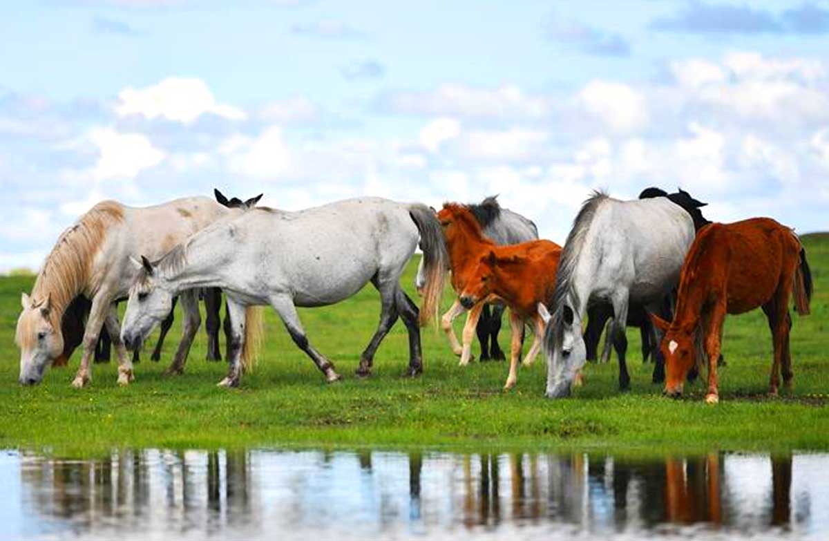 Hequ Horse