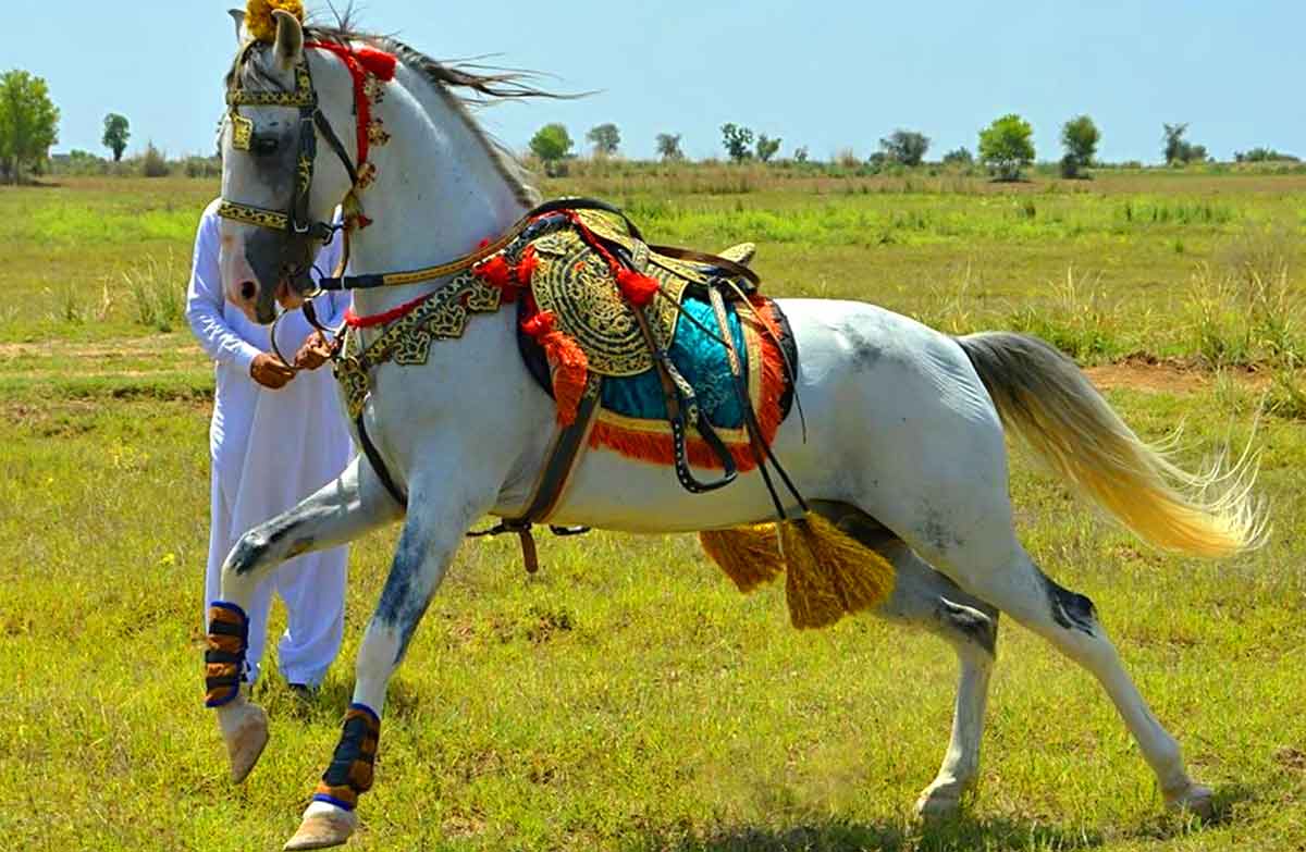 Hirzai Horse