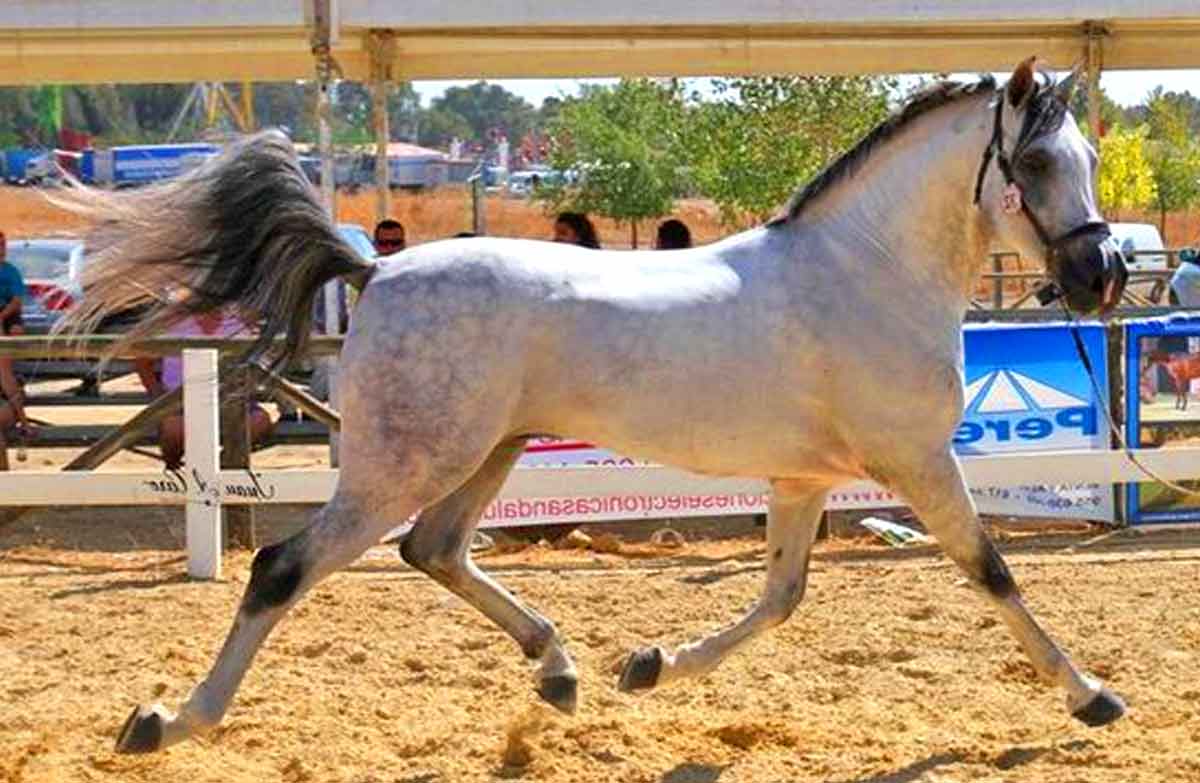 Hispano-Árabe Horse