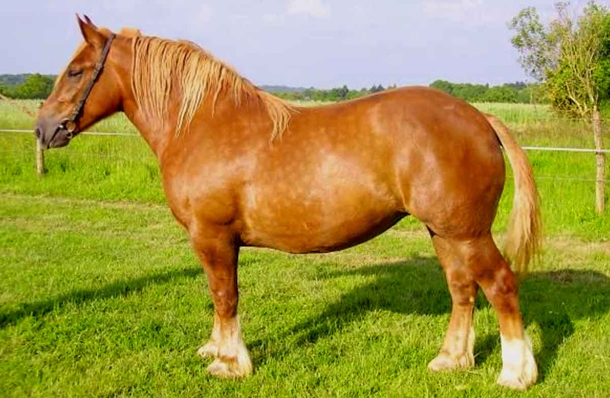 Hispano-Bretón Horse