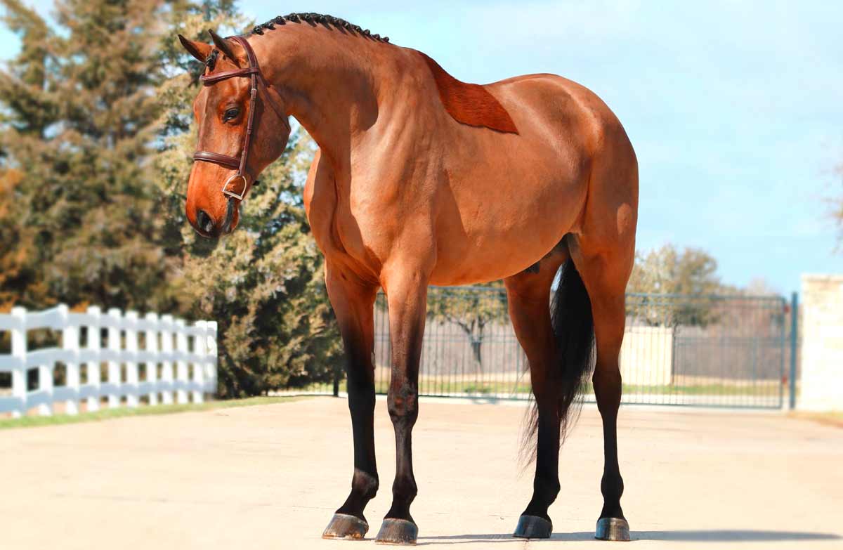Holsteiner Horse