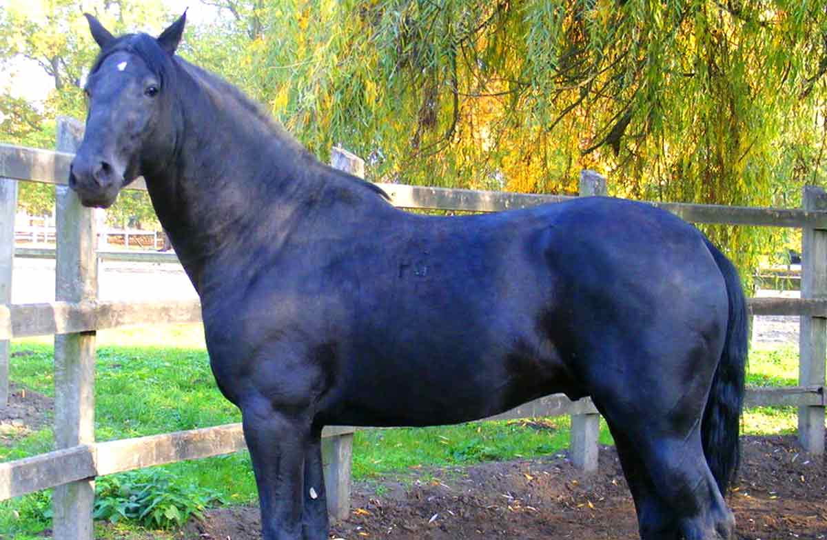 Hungarian Warmblood Horse
