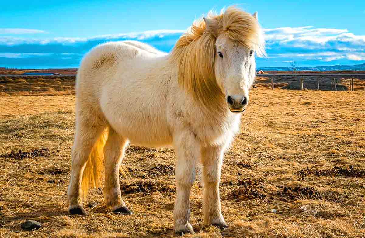 Icelandic Horse