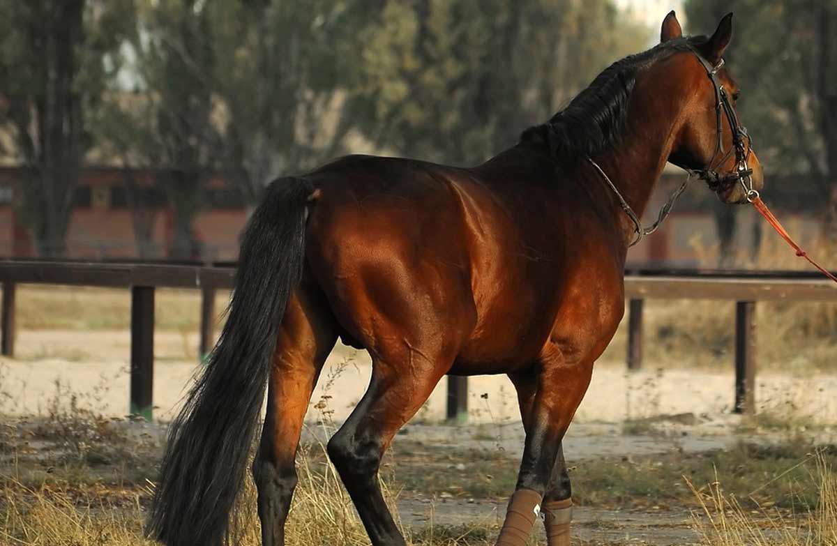 Indian Country-bred Horse