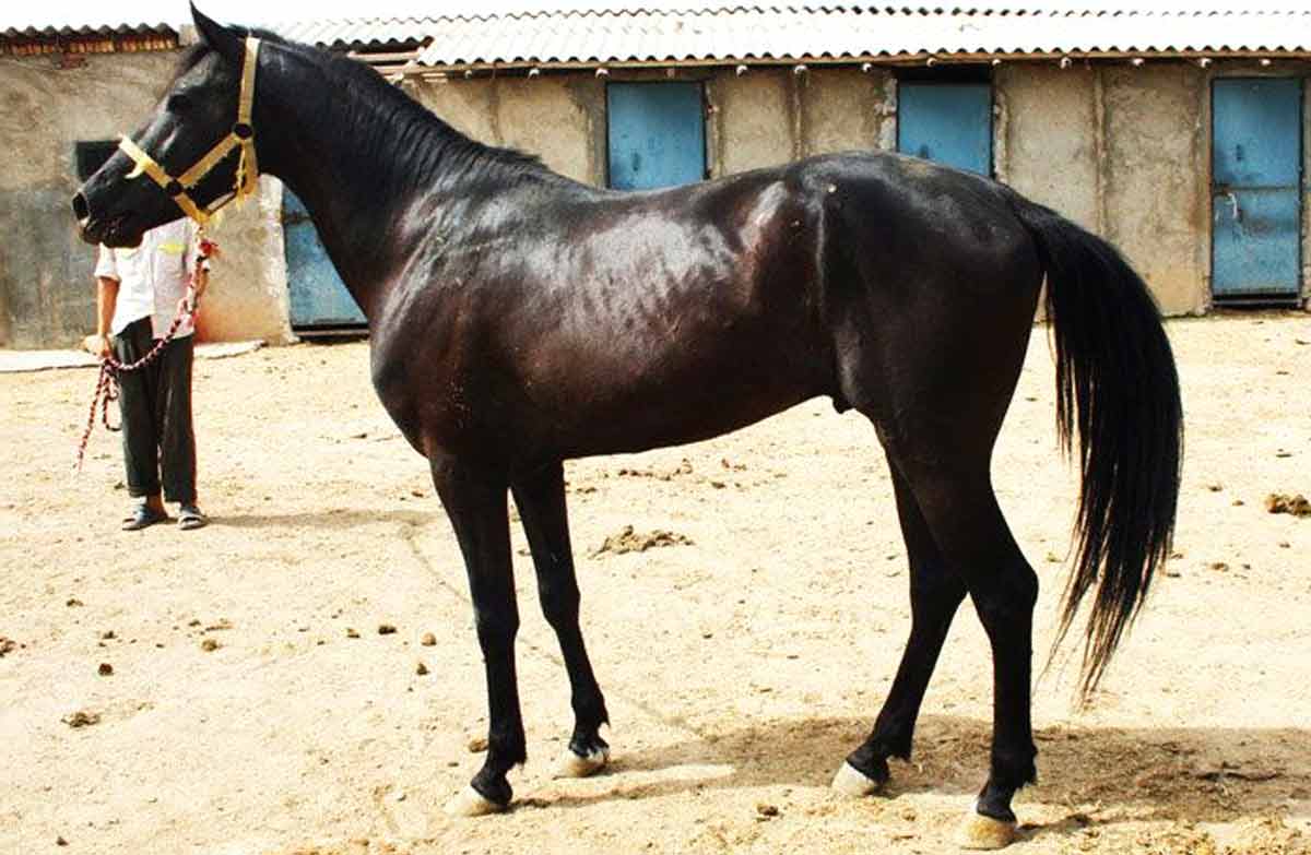 Iomud Horse